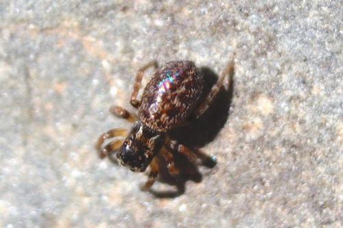 Réf. 277 601 : Euophrys sp.